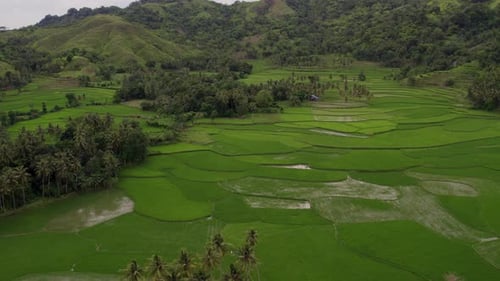 Aerial view of rice fields with palm trees and houses, Indonesia.