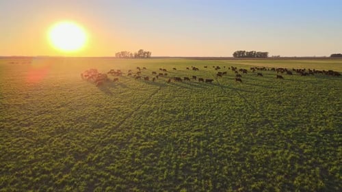 Aerial drone flyover open green pasture, towards a herd of cattle grazing on the grass field at suns