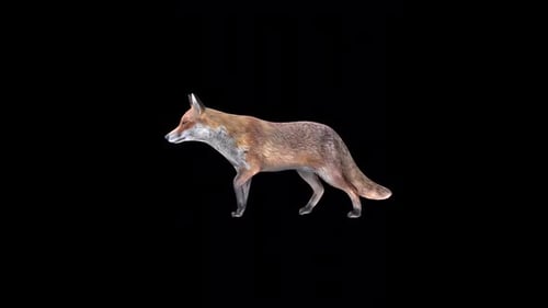 Fox Walk 2