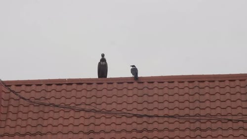 A crow is brave trying to annoy a vulture eagle on top of the building and fly away.