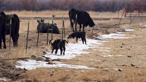 Cute baby calf running in slow motion through a field
