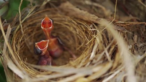 slow-motion of baby bird waiting for feeding a food in the nest on a tree branch