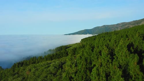 Mountain Green Coniferous Forest Rises Above the White Fog Clouds