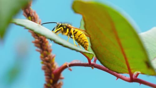 Bee 4k