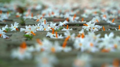 Night jasmine, Seuli or Shefali flower is symbol flower of saradiya or Durga Puja festival in autumn