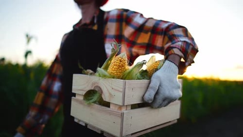 Farmer Woman Carries in Hands Wooden Box with Harvested Riped Corn Crop Walks on Agricultural Field