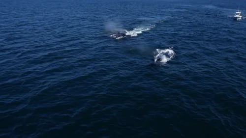 awe-inspiring acrobatics of humpback whales as they breach the ocean’s surface.