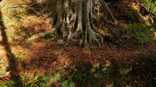 Exposed Tree Roots in Sunny Forest Landscape
