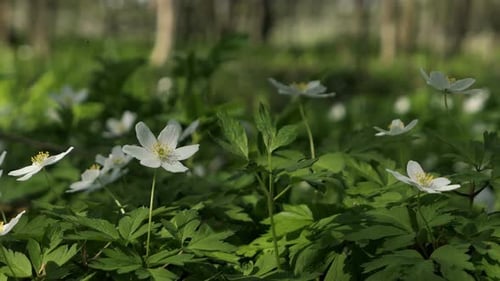 Fleurs du début du printemps dans la forêt, fleurs blanches dans les bois, fleur d'anémone des bois