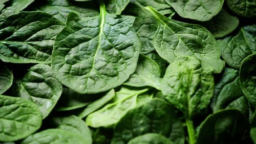 Close up of Fresh Baby Spinach Leaves Healthy Green Vegetable