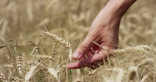 Zeitlupe eines jungen Landwirts, der Weizenohr bei Sonnenlicht in 4k berührt (Nahaufnahme)