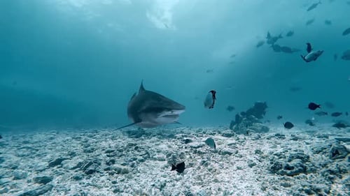 Close Encounter with Tiger Shark in Fuvahmulah, Maldives