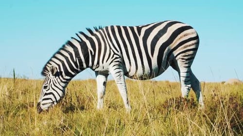 A plains zebra eats foliage in the mid-morning in South Africa on a game reserve.
