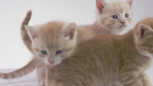 _Fondo blanco -Adorables gatitos bebés sobre fondo blanco -X054 C010 04062S 001 11_