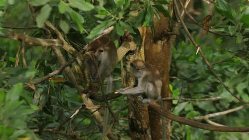 Two Monkeys Perched on Tree Branches Amidst Lush Green Foliage in
