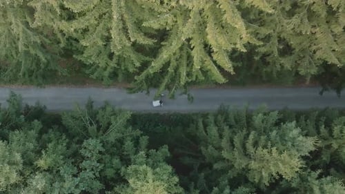 Newlyweds walk hand in hand along the forest path. A bird's eye view of the newlyweds. Happy couple