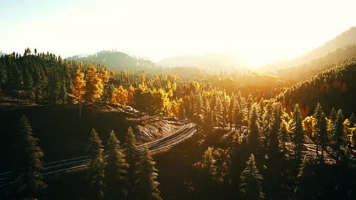 An Empty Road Winding Through a Peaceful Forest at Sunset