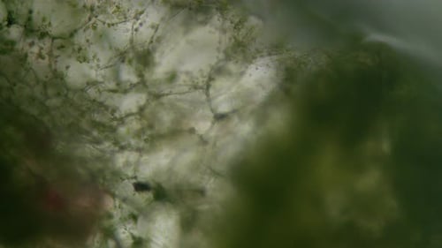 Fluid Microscopic Organic Cell Movement Background