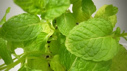 Herbe de menthe, feuilles vertes 23