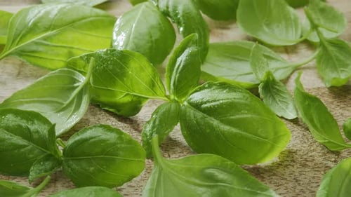 Folhas frescas de manjericão em uma mesa de madeira se movem lentamente na moldura.