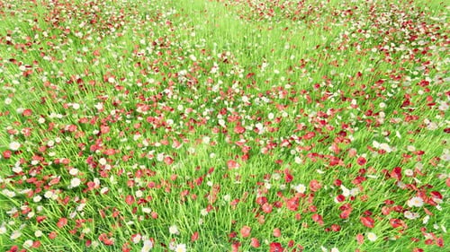 Spring Time Flowers Lawn Nature Landscape Bg