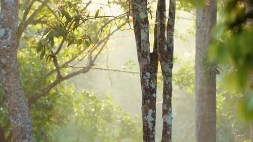 Sunlight Filtering Through Forest Trees in Misty Morning Tranquil Nature Scene