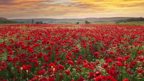 Fly over big spring meadow of poppies flower.