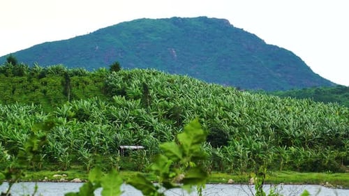 Exotic green bananas cultivation. Banana tropical plantation.. Wide angle view of a banana tree plan