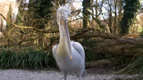 Cámara lenta del pelícano limpiando sus plumas