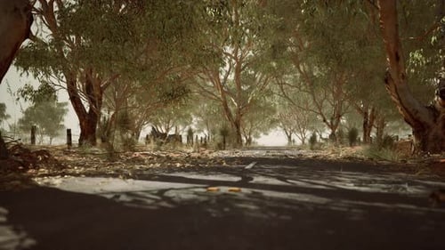 Open Road in Australia with Bush Trees