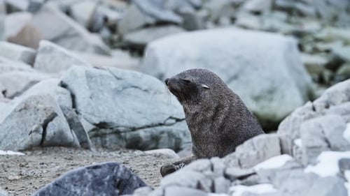 Antarctica Wildlife of Antarctic Fur Seal, Animals of Antarctic Peninsula Grooming on Mainland Land,