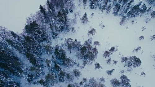 Above View Of Forest With Moose Animal During Snowy Winter. Aerial Drone Shot