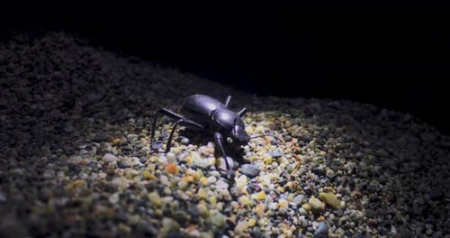Creepy Black Beetle with a missing leg crawls on the gravel at the beach. Captured in the spotlight