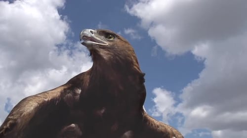 Steinadler untersucht die Umgebung