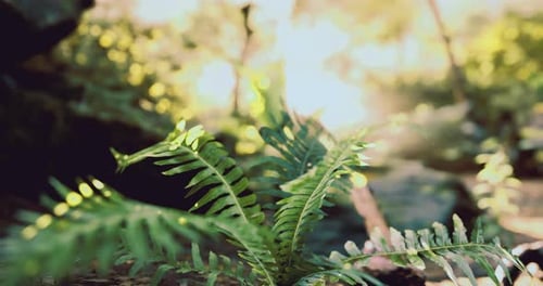Ferns Flourish in a Tranquil Forest Setting During Golden Hour