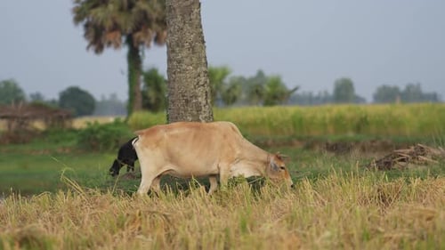 Cow eating grass in a paddy field on a sunny blue sky weather.
