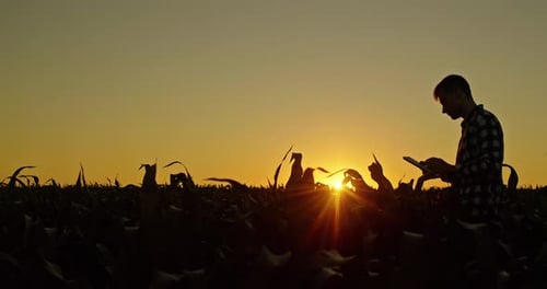 Young Adult Farmer Using Tablet in Corn Field