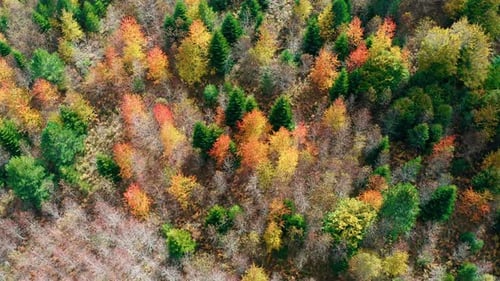 The Autumnal Forest Colors in the Park