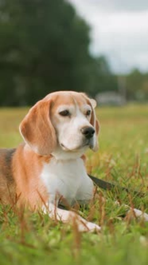 Beagle Lying Down in the Green Grass
