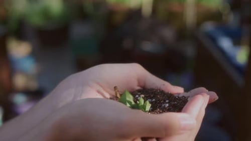 Women's Palms Hold the Earth in Their Hands a Young Plant Sprouts From the Soil