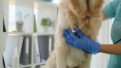 Golden Retriever Dog in Veterinary Clinic