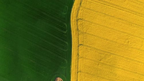 Top down view of green and yellow field at spring