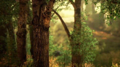 Misty Morning in the Woods