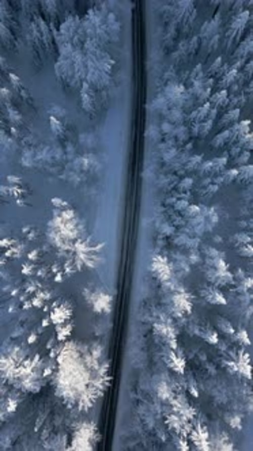 Scenic Serpentine Through a Snowy Mountain Forest in the Winter Wonderland