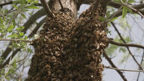 Honey Bee Swarm Clustered on Tree Branch