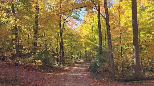 Path in a deciduous forest. Yellow leaves falling slowly from the trees to the ground. Calm sunny au