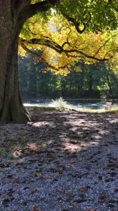 A large tree with yellow and green autumn leaves overhangs a gravel bank next to a bright