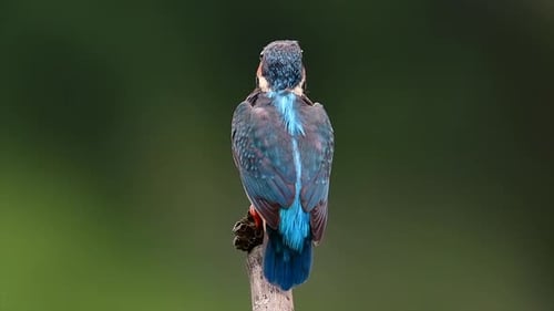 This Common Kingfisher was so friendly that it allowed me to come very close as I took this footage;