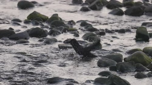 Schwarze Krähe wäscht sich abends im Wasser am Fluss