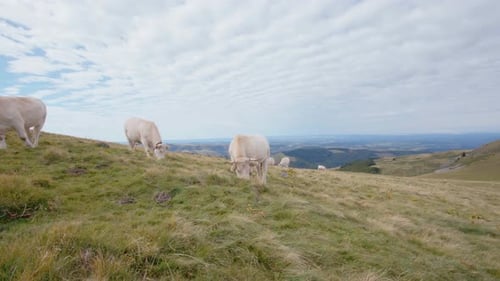 Herd of white cows grazing on wide grassy mountain pasture